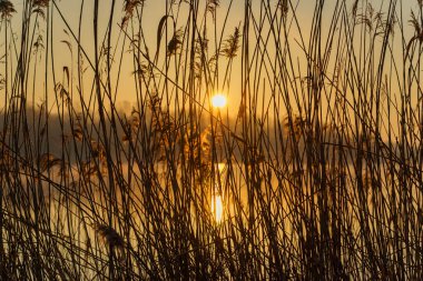 Dojlidzkie Pond 'larında serin bir sabah, Podlasie, Polonya