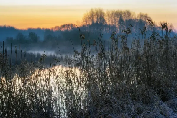 Dojlidzkie Pond 'larında serin bir sabah, Podlasie, Polonya