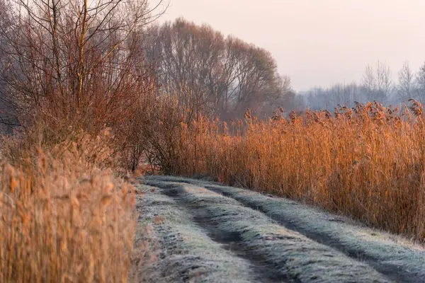 Dojlidzkie Pond 'larında serin bir sabah, Podlasie, Polonya