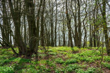 İlkbaharda orman ağaçları