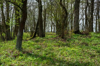 Ormanda bahar manzarası