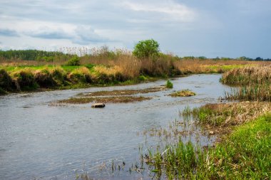 Narew Ulusal Parkı 'nda bahar yeşilliği, Podlasie, Polonya