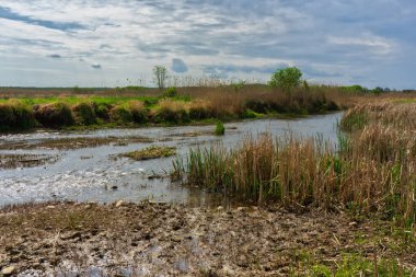 Narew Ulusal Parkı 'nda bahar yeşilliği, Podlasie, Polonya