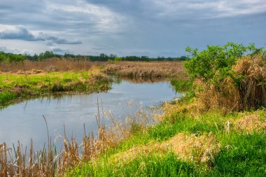 Narew Ulusal Parkı 'nda bahar yeşilliği, Podlasie, Polonya