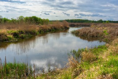 Narew Ulusal Parkı 'nda bahar yeşilliği, Podlasie, Polonya