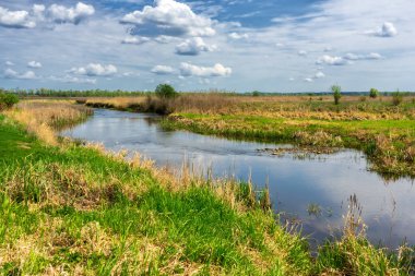 Narew Ulusal Parkı 'nda bahar yeşilliği, Podlasie, Polonya