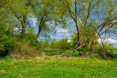 Narew Ulusal Parkı 'nda bahar yeşilliği, Podlasie, Polonya