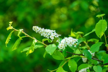 Narew Ulusal Parkı 'nda bahar yeşilliği, Podlasie, Polonya