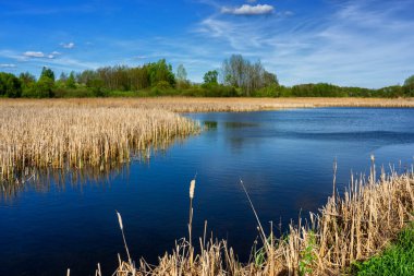 Güneşli bahar yürüyüşü, Dolidzkie Göletleri, Podlasie, Polonya