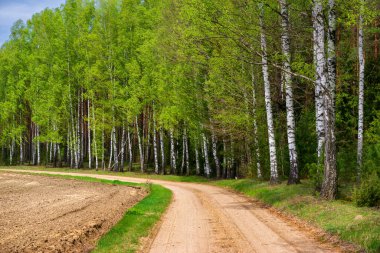 Yeşil çam ormanları ve ağaçlar arasındaki toprak yol