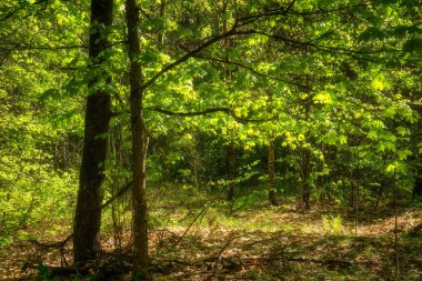 Knyszyn Ormanı Bahar Yeşilliği, Podlasie, Polonya