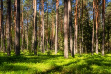 Knyszyn Ormanı Bahar Yeşilliği, Podlasie, Polonya
