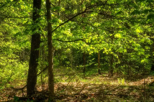 Knyszyn Ormanı Bahar Yeşilliği, Podlasie, Polonya