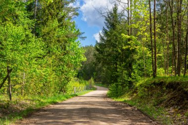 İlkbaharda bir ormanda güzel bir yol.