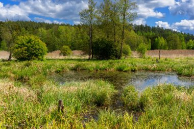 Parktaki güzel yaz manzarası