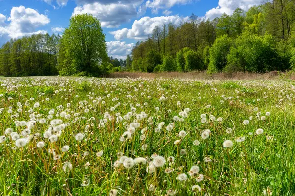 Yukarı Narew Bölgesinin Güzelliği, Podlasie, Polonya