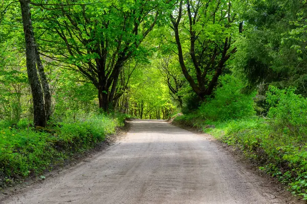 Yeşil orman ve toprak yolu olan güzel bahar manzarası