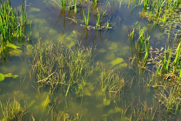 Yukarı Narew Bölgesinin Güzelliği, Podlasie, Polonya