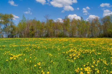 Sarı çiçekli güzel bir manzara.