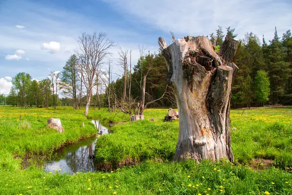 Ormanda bahar, ağaçlar ve yeşil çimenler