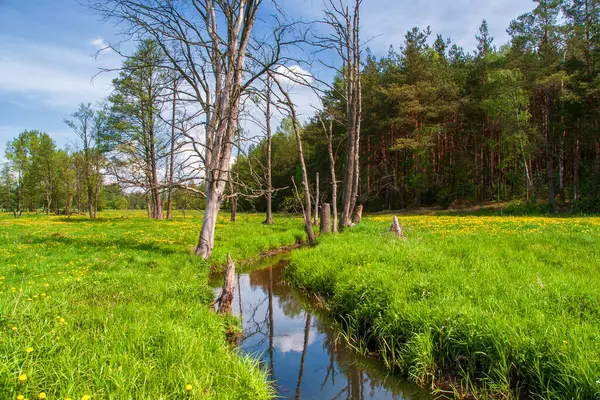 Ormanda bir nehir olan bahar manzarası