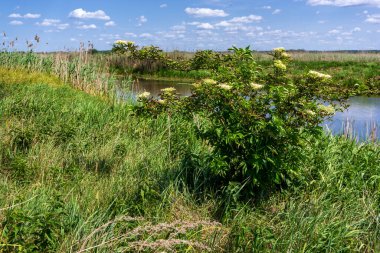 Narew Ulusal Parkı 'nda yaz, Podlasie, Polonya