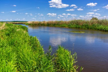 Narew Ulusal Parkı 'nda yaz, Podlasie, Polonya