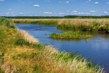 Narew Ulusal Parkı 'nda yaz, Podlasie, Polonya