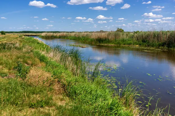 Narew Ulusal Parkı 'nda yaz, Podlasie, Polonya