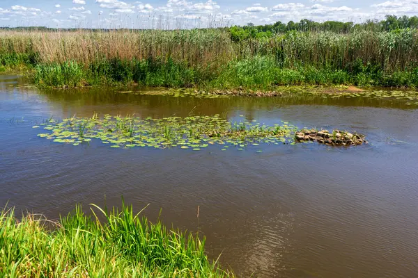 Narew Ulusal Parkı 'nda yaz, Podlasie, Polonya