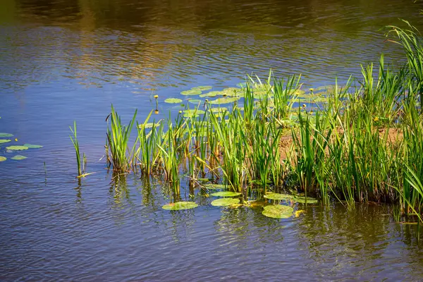 Narew Ulusal Parkı 'nda yaz, Podlasie, Polonya