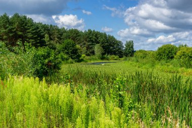 Narew Vadisi, Podlasie, Polonya 'da bir yaz gününün güzelliği