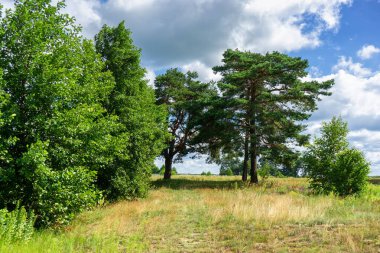 Narew Vadisi, Podlasie, Polonya 'da bir yaz gününün güzelliği