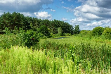 Narew Vadisi, Podlasie, Polonya 'da bir yaz gününün güzelliği