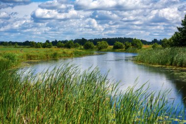 Narew Vadisi, Podlasie, Polonya 'da bir yaz gününün güzelliği