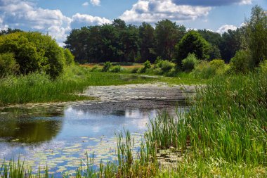 Narew Vadisi, Podlasie, Polonya 'da bir yaz gününün güzelliği