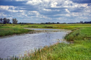 Narew Vadisi, Podlasie, Polonya 'da bir yaz gününün güzelliği