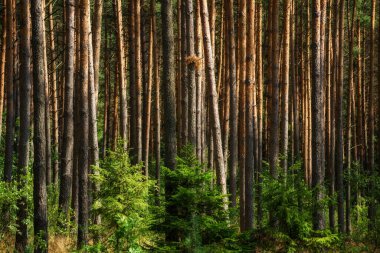 Güneşli bir günde yeşil çam ormanı