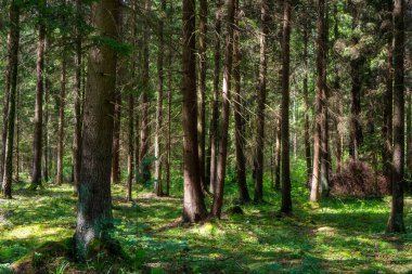 Ağaçları ve ışıkta yeşil yosunları olan güzel bir çam ormanı.