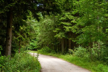 Yazın ormanda bir patika.