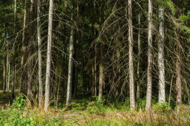 Yaz aylarında güzel orman