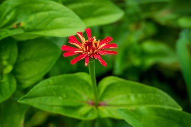 Doğa bahçesinde kırmızı çiçek.