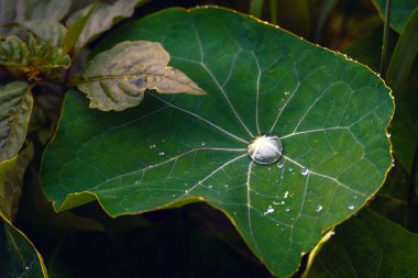 Yeşil bir yaprağa yaklaş