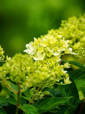 Bahçede beyaz çiçekler