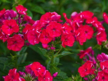 Bahçedeki güzel kırmızı çiçekler