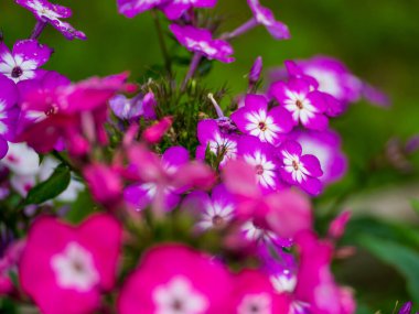 Renkli çiçeklerin arkaplan resmi, arka plan doğası