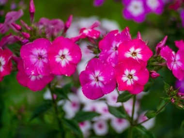 Renkli çiçeklerin arkaplan resmi