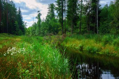 Ormandaki yaz manzarası