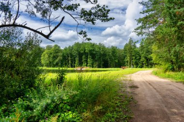Güzel yaz manzarası. Parktaki yeşil orman güneşli bir günde