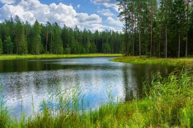 Yaz ormandaki gölet.